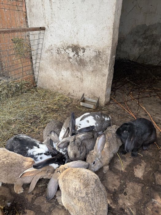 Vand iepuri de rasa mare peste 3 luni