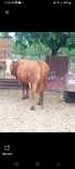 Vaca de vanzare ...