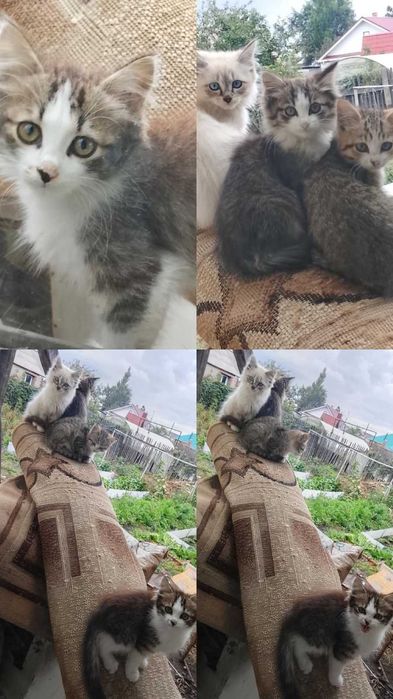Котятам нужен дом!