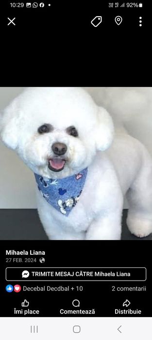 Frizerie canină ayșa