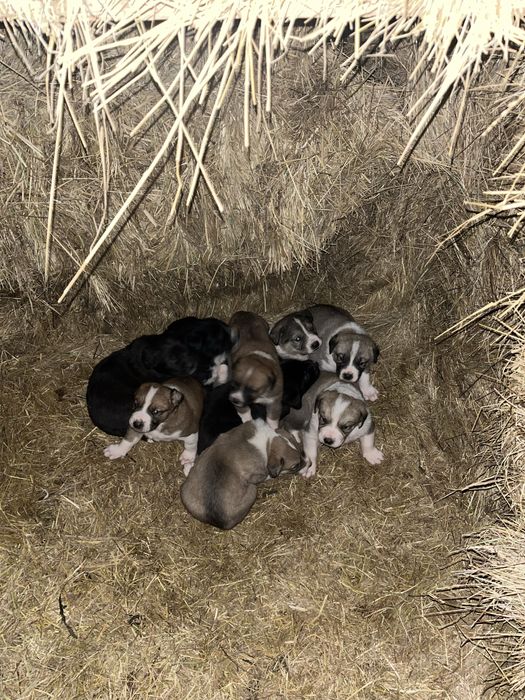 Күшік таза төбет 1 айлық