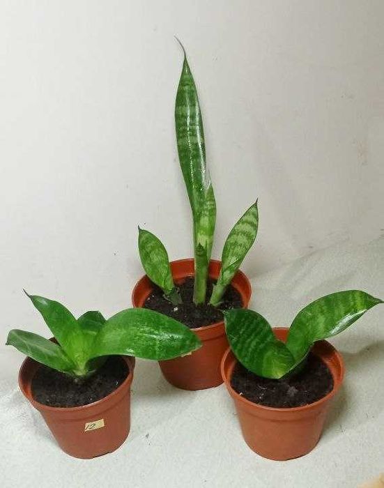 Продам Сансевиера . Цветок чемпион по производству кислорода.