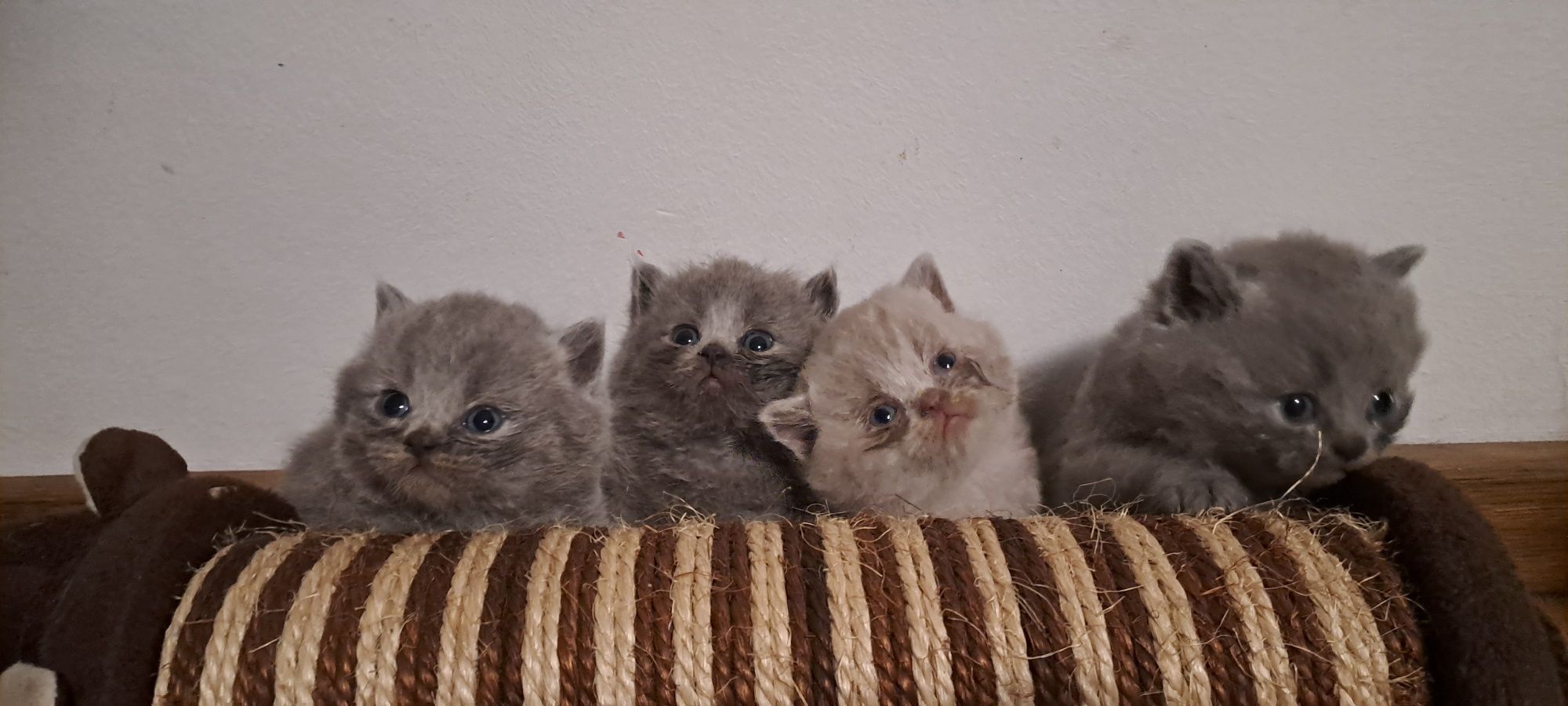 British shorthair rasă pură