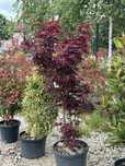 Vand plante ornamentale artar japonez/cedru/magnolia grandi flora/phot