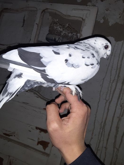 Moda kabutar sotiladi