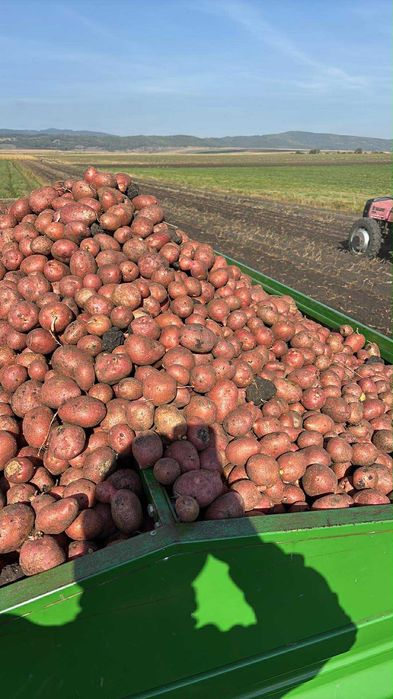 Cartofi rosii ambalati in big-bag