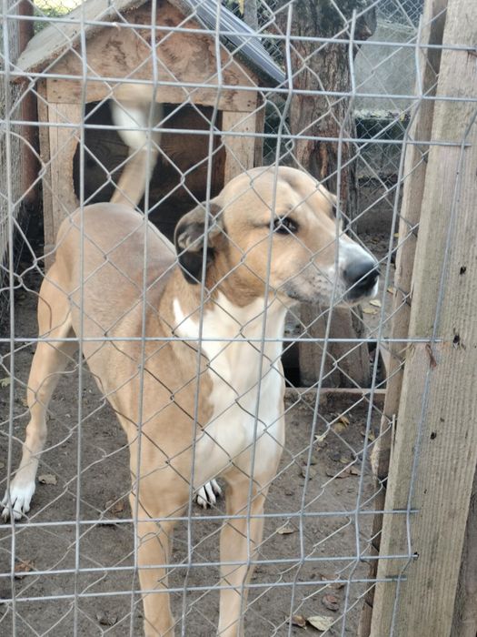 Donez caine Metis cu certificat.