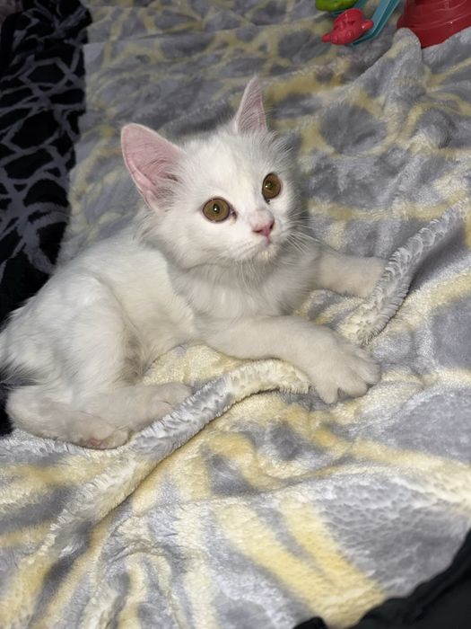 Turetskaya angorka mushukcha