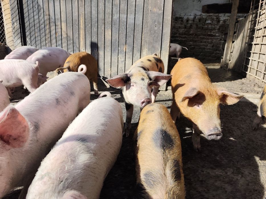 Малки прасета 15 20кг