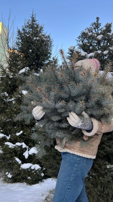 Ветки голубой ели можевельника шишки сосны