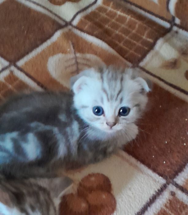 Британские и шотландские котята.