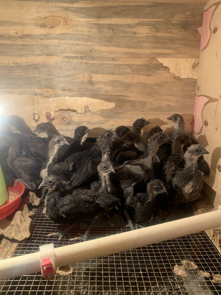 Австралорп Australorp — мясо-яичная порода циплята jo’ja жўжа