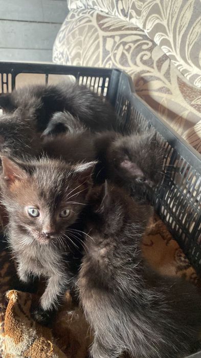 Отдам котят.         .