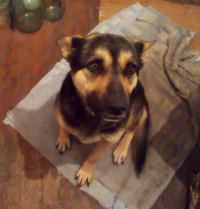 Отдам собаку в добрые руки бесплатно.