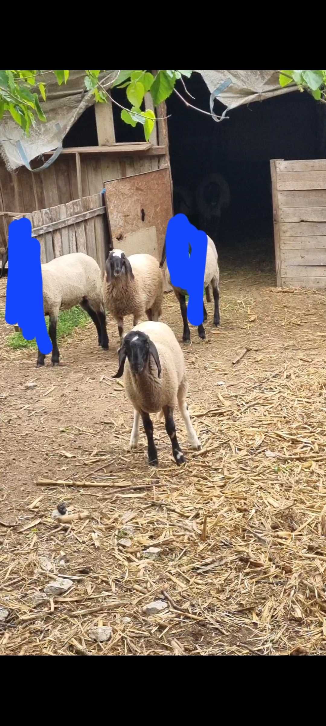 2 miele de vanzare