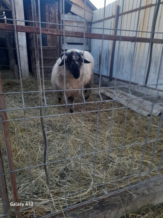 Berbecuț de vânzare