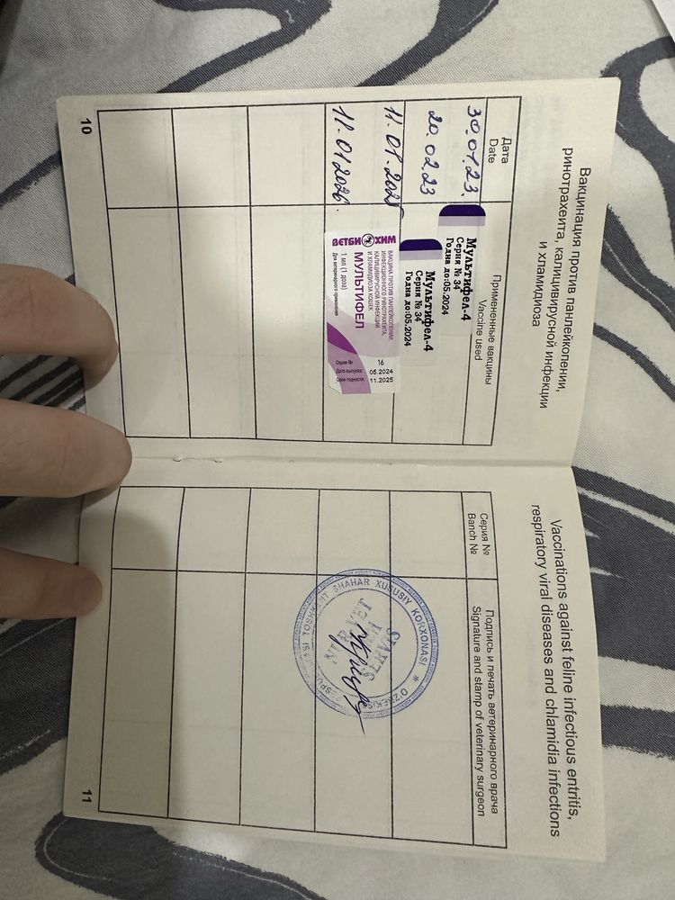 Продам кота, британская порода Зовут Симба