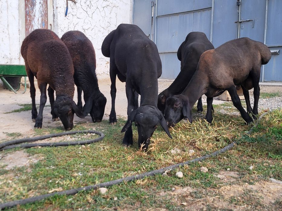 Qo'chqorlar sotiladi
Кучкорлар сотилади
Бараны на продажу