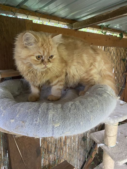 Persana motanel orange persana exotic !