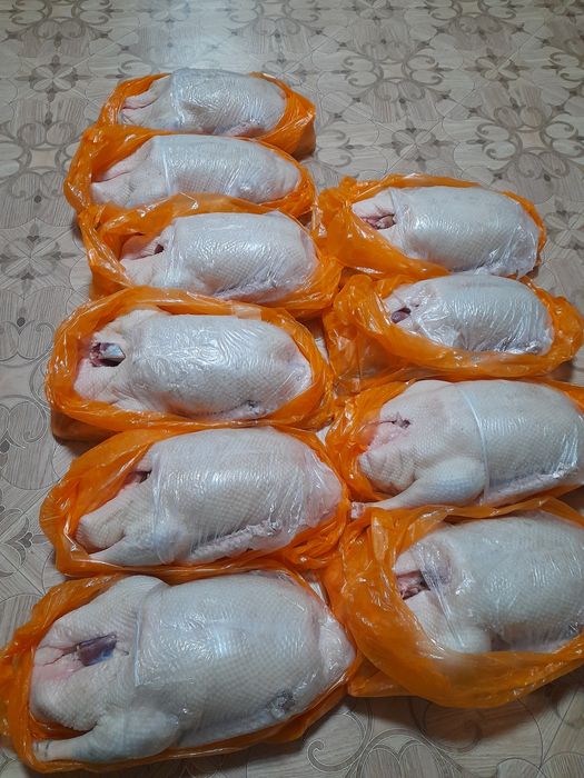 Продам гусей мясом