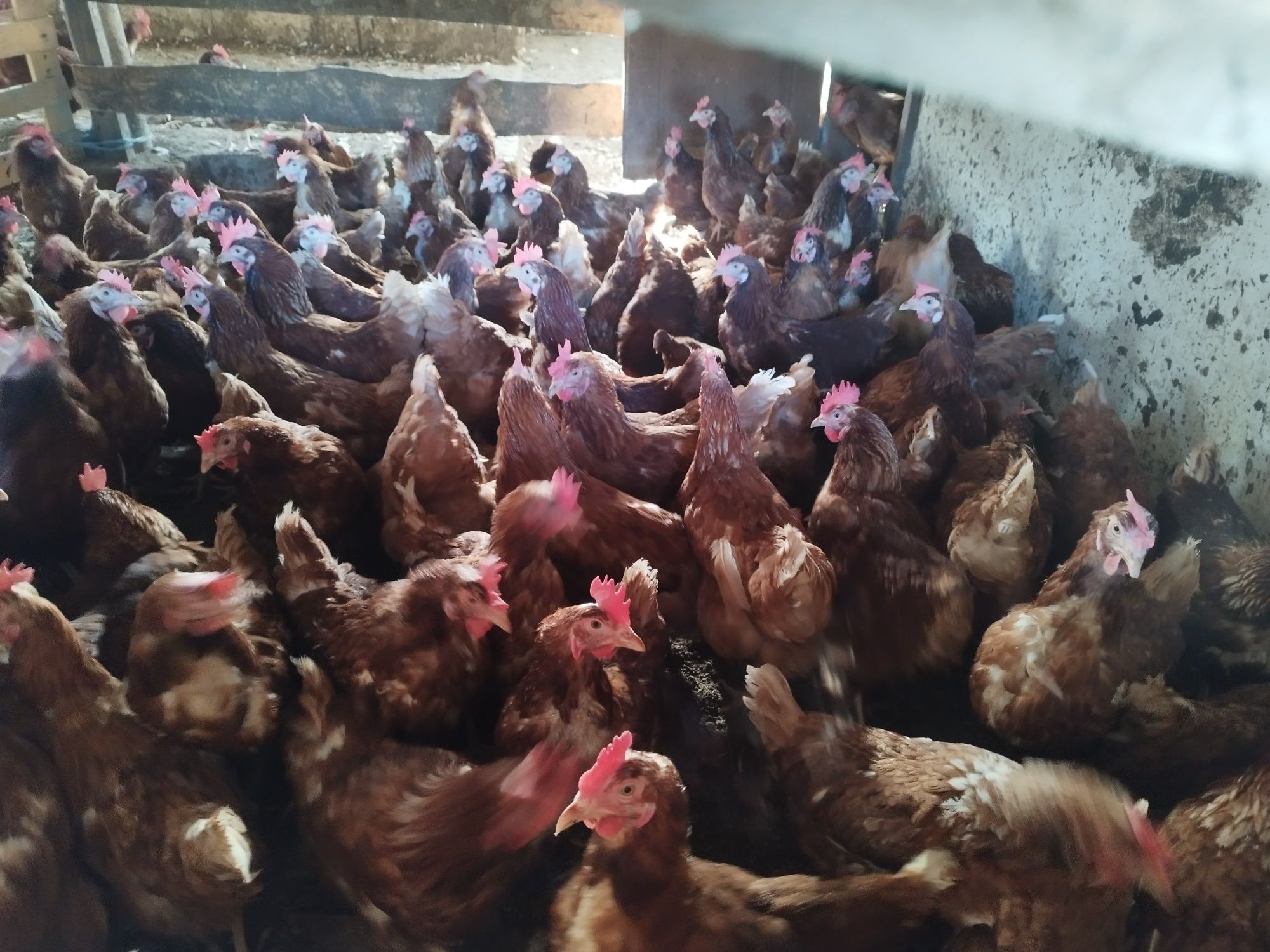 Кокошки за продан