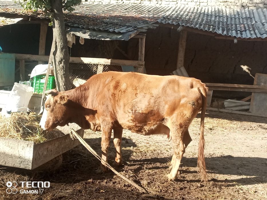 Животные  продаются