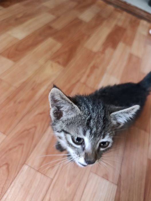 Отдаем котят бесплатно