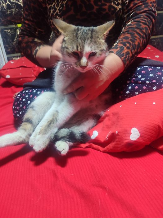 Uy mushugi. Ozoda va pok mushuk. Stressi bor odamlar uchun