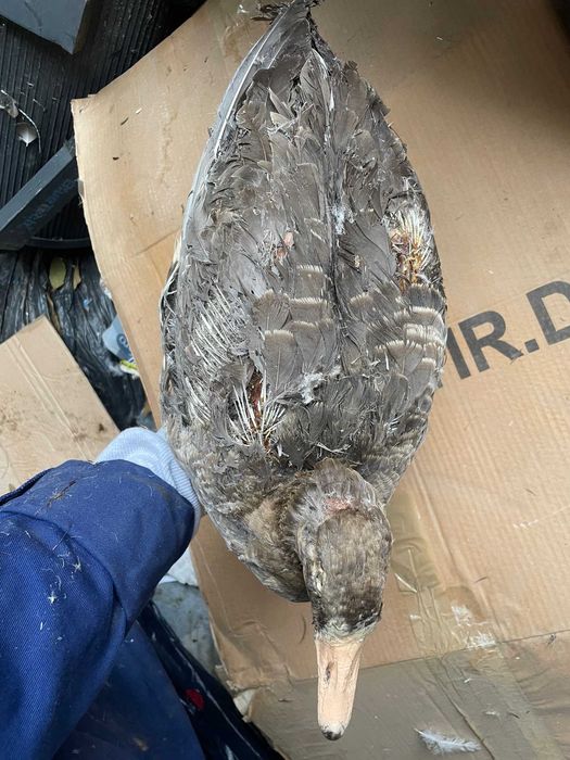 Rata, gasca  decoratiune vintage impaiata se vinde la saci