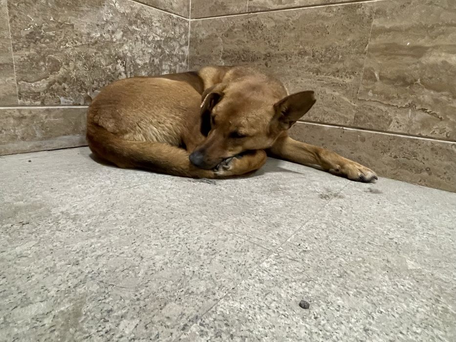 Женско куче на  около 2-3 години