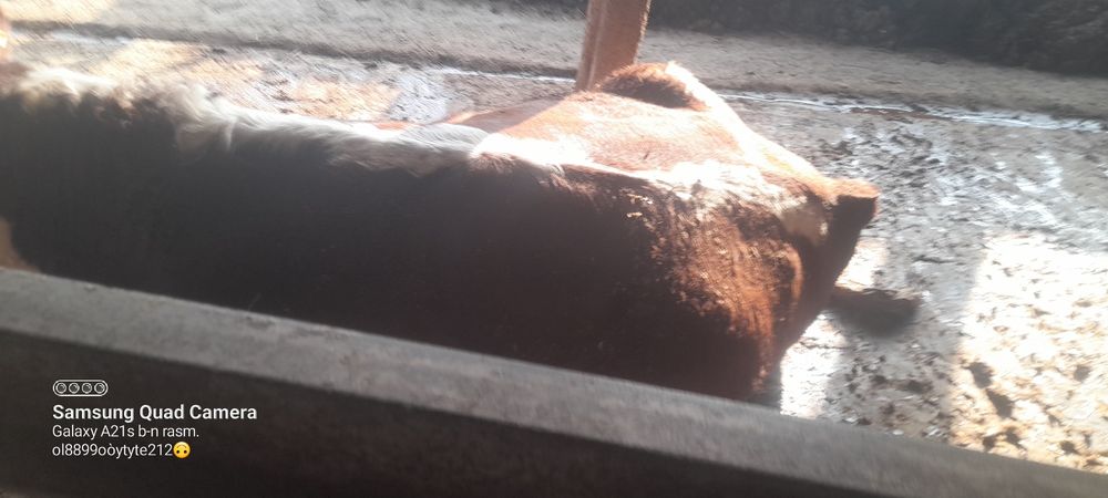 сотилади букалар