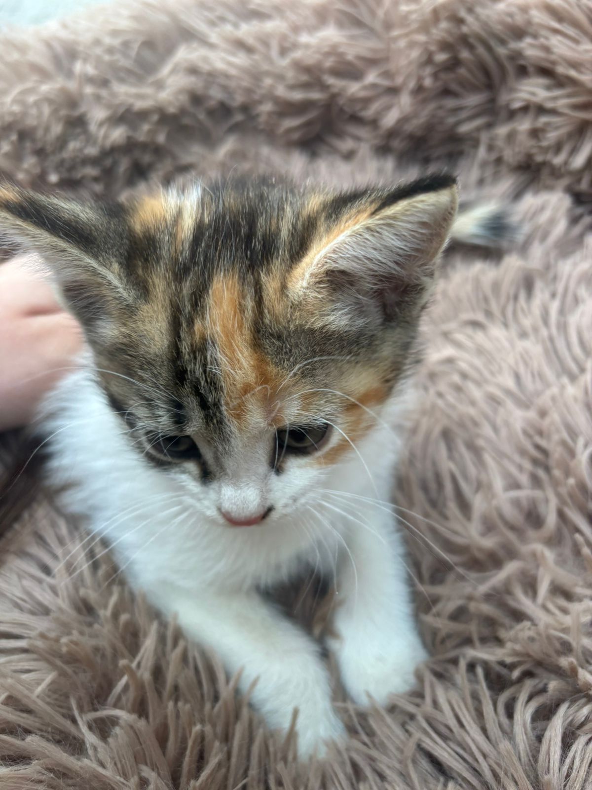 Котята домашние 2 месячные
