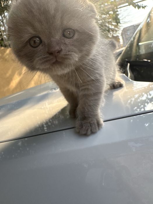 Продаются элитные котята Фолд
