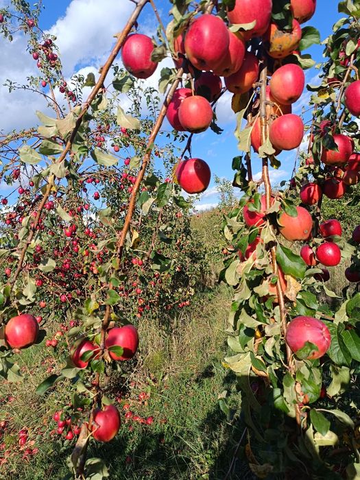 Mere consum soiul Idared