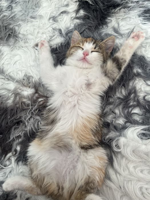 Отдам котенка, чистый, к лотку приучена, кушает все