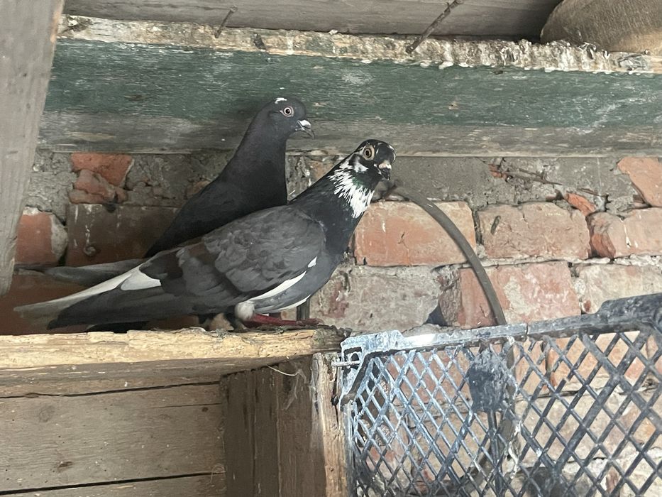 doi porumbei tipler vândut doar încă mai am porumbei de vânzare