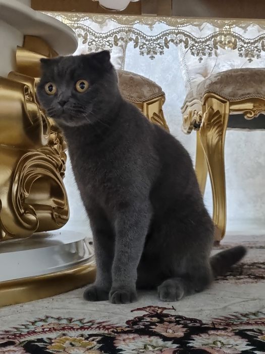 Ideal Shotlandiyalik Fold (Scottish Fold) mushugi. Zangori rang.