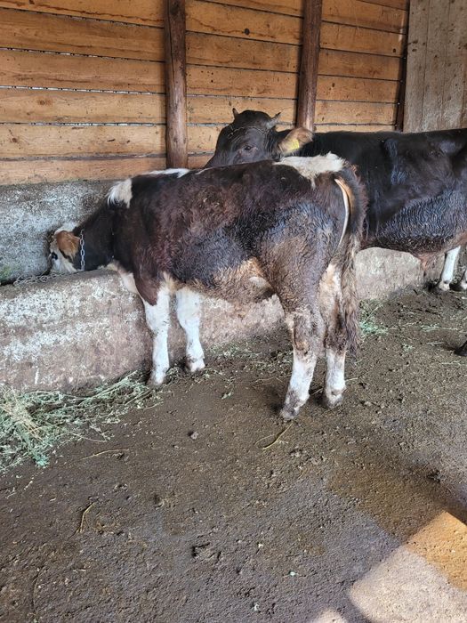 Vand 6 tauri foarte buni