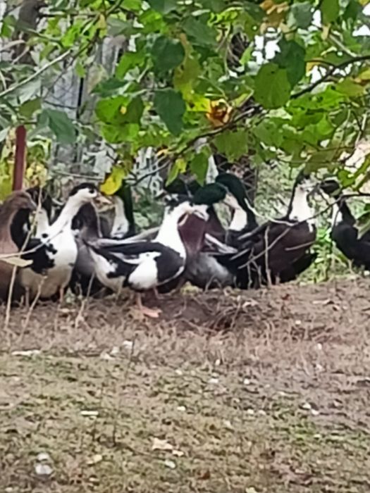 Vând rațe, specia Polar.