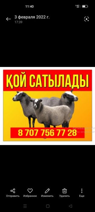 Кой сатылады. Продажа баранов