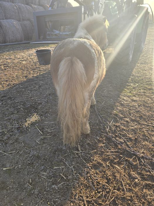 Monta ponei armăsar sau vand