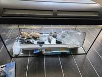 Vand set acvariu 50L