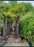Vând palmieri trachycarpus fortunei rezistenți la îngheț
