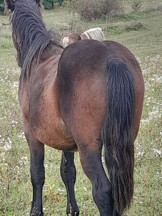 Vând manz sau schimb