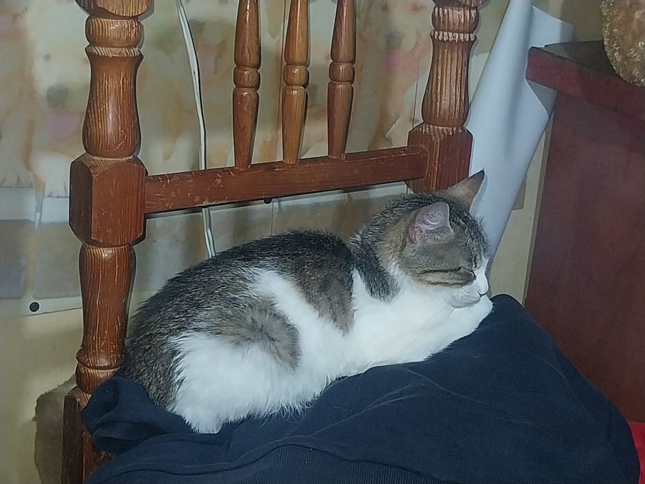 Подарявам котета с изградени хигиенни навици