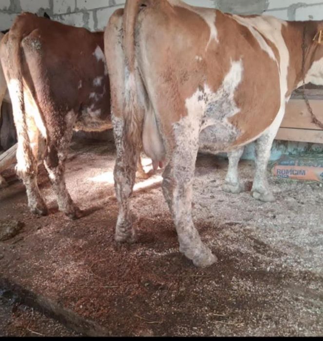 Vând vaci de 3 și 4 ani bălțată românească