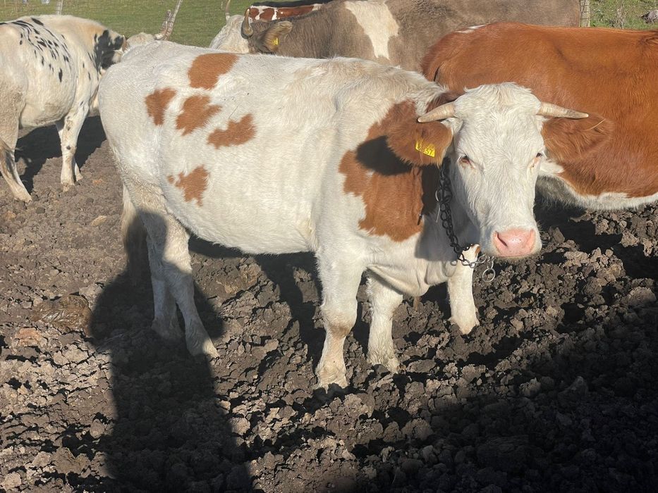 Vand doua juninci gestante amndoua in 5 luni la prima fatare