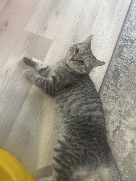 Котенку 8 месяцев