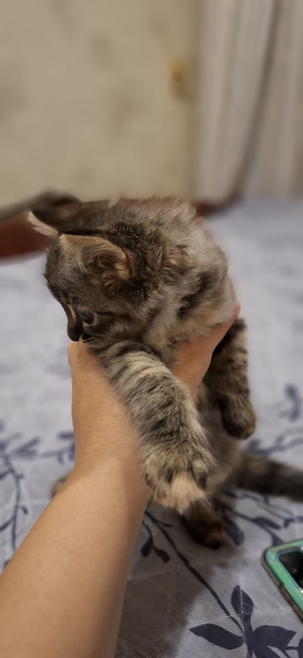 Отдам даром котёнка