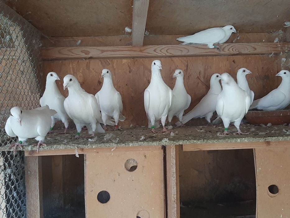 Vand porumbei voiajori